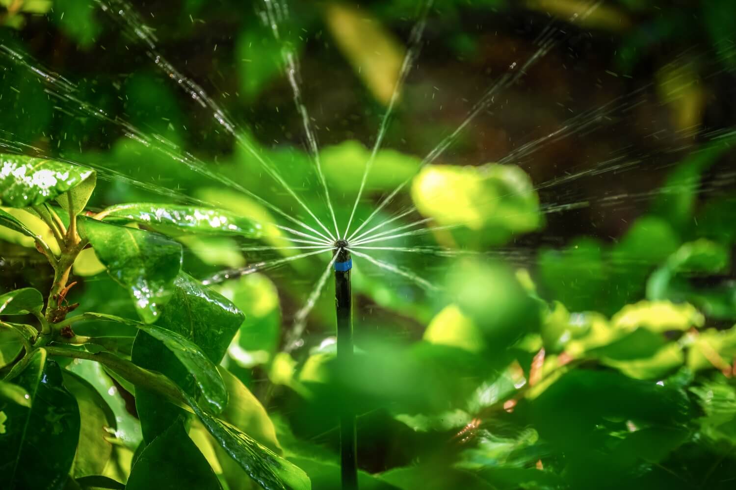 Bewateren in het voorjaar: waarom het belangrijk is en hoe je het goed doet